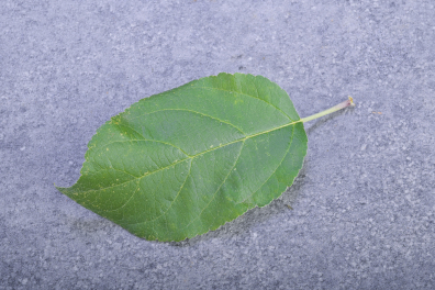 Feuille verte